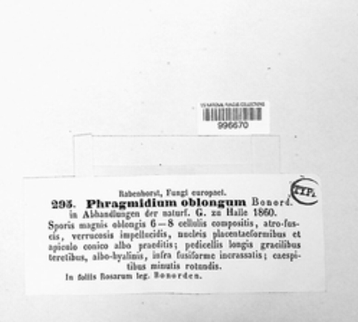 Phragmidium oblongum image